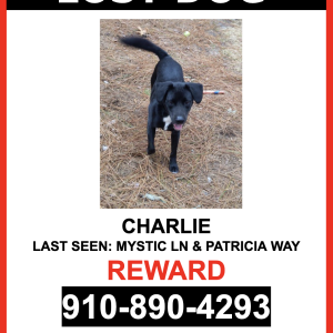 Image of CHARLIE, Lost Dog