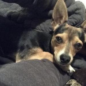 Image of Capi, Lost Dog