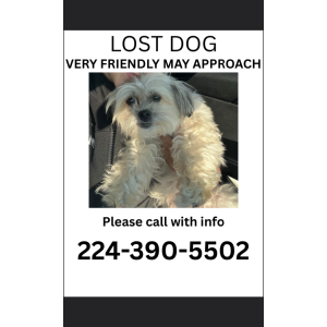 Image of Navi, Lost Dog