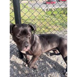 Lost Dog Molly