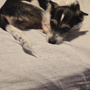 Image of UNKNOWN, Found Dog