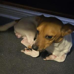 Image of UNKNOWN, Found Dog