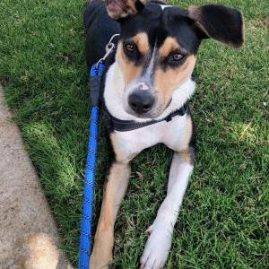 Image of Bixby, Lost Dog