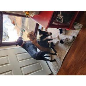 Image of Hanky brown dog, Lost Dog