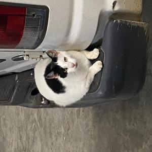 Image of Caroline, Lost Cat