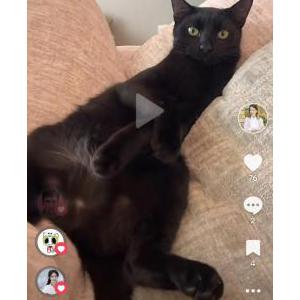 Image of Mio, Lost Cat
