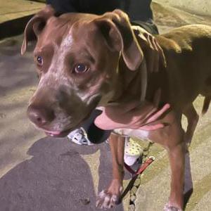 Found Dog Unknown