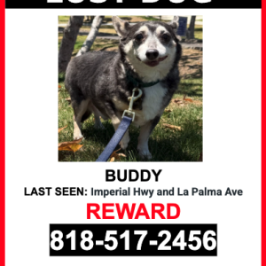 Lost Dog Buddy