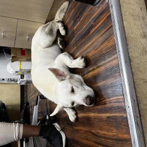 Image of Unknown, Found Dog