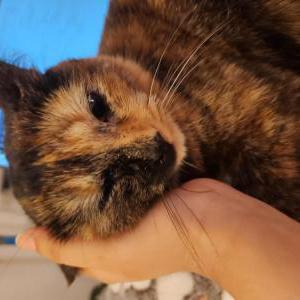 Image of Toffee, Lost Cat