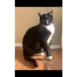 Image of Leo, Lost Cat
