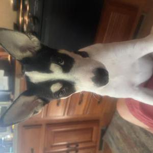 Lost 1 Marley (MO)