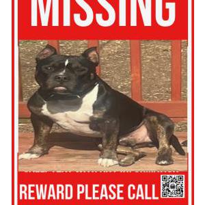 Image of Baby, Lost Dog