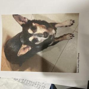 Image of Buddy, Lost Dog