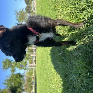 Image of Luna, Lost Dog