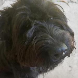 Lost Dog Bo