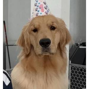 Image of Marley, Lost Dog