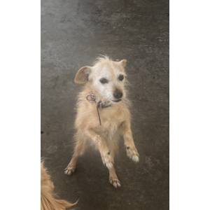 Lost Dog Princes