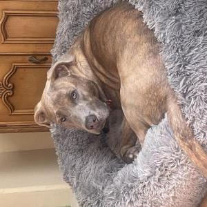 Lost Dog Bosco