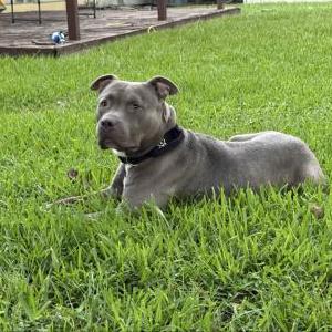 Image of Astro, Lost Dog