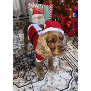 Image of Nugget, Lost Dog