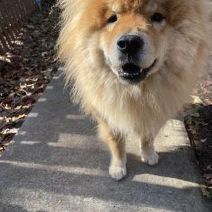 Image of Pharaoh, Lost Dog
