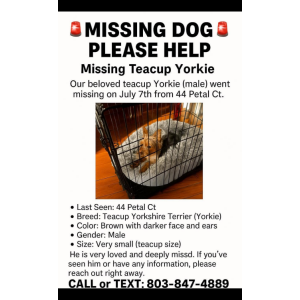 Image of Gary, Lost Dog