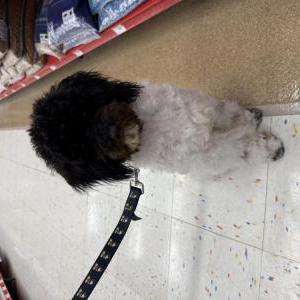 Image of Oreo, Lost Dog