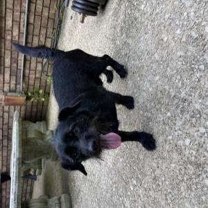 Image of Unknown, Found Dog