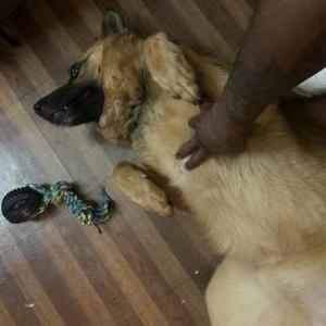 Lost Dog Rocco