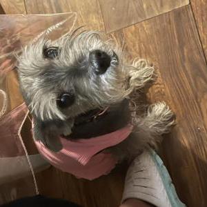 Lost Dog Isabelle/Chabela