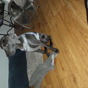 Lost Dog Kazmere