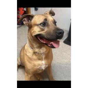 Lost 1 Matilda (PA)