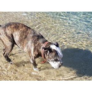 Image of Butters, Lost Dog