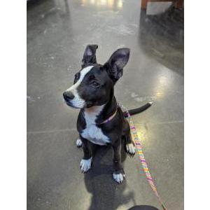Image of Unknown, Found Dog
