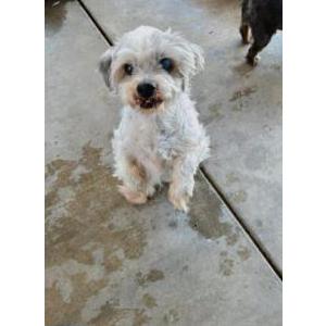 Image of Max, Lost Dog