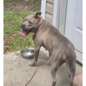 Image of Unknown, Found Dog