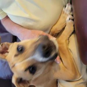 Image of Unknown, Found Dog