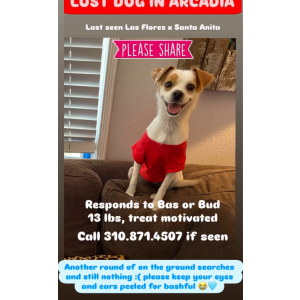 Lost Dog Bas