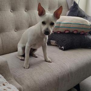 Image of Raymond, Lost Dog