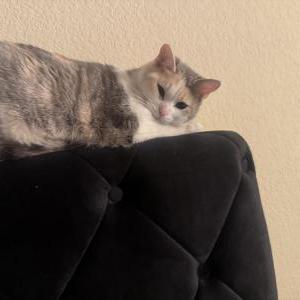 Image of BabyCat, Lost Cat