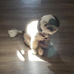 Lost Dog Gigi