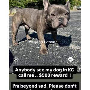 Image of Blitz Simmons, Lost Dog