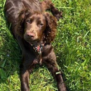 Lost 1 Gyspy (WI)