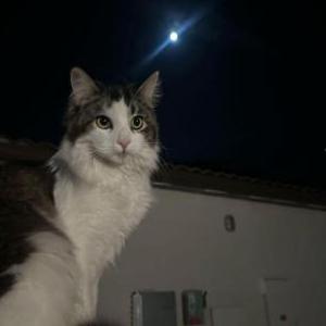 Image of Nino, Lost Cat