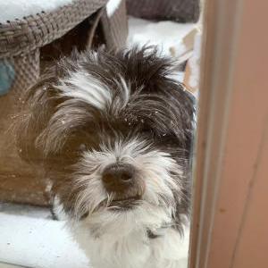 Lost 1 Buster (IL)