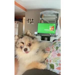 Image of Chcocmill, Lost Dog