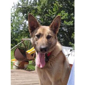 Image of Stormey, Lost Dog