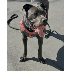 Image of Xena, Lost Dog