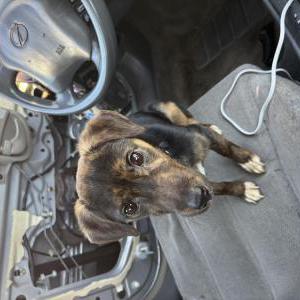 Image of Rocket, Lost Dog